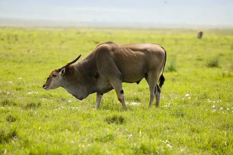 Arusha National Park Safari & Chemka Hot Springs
