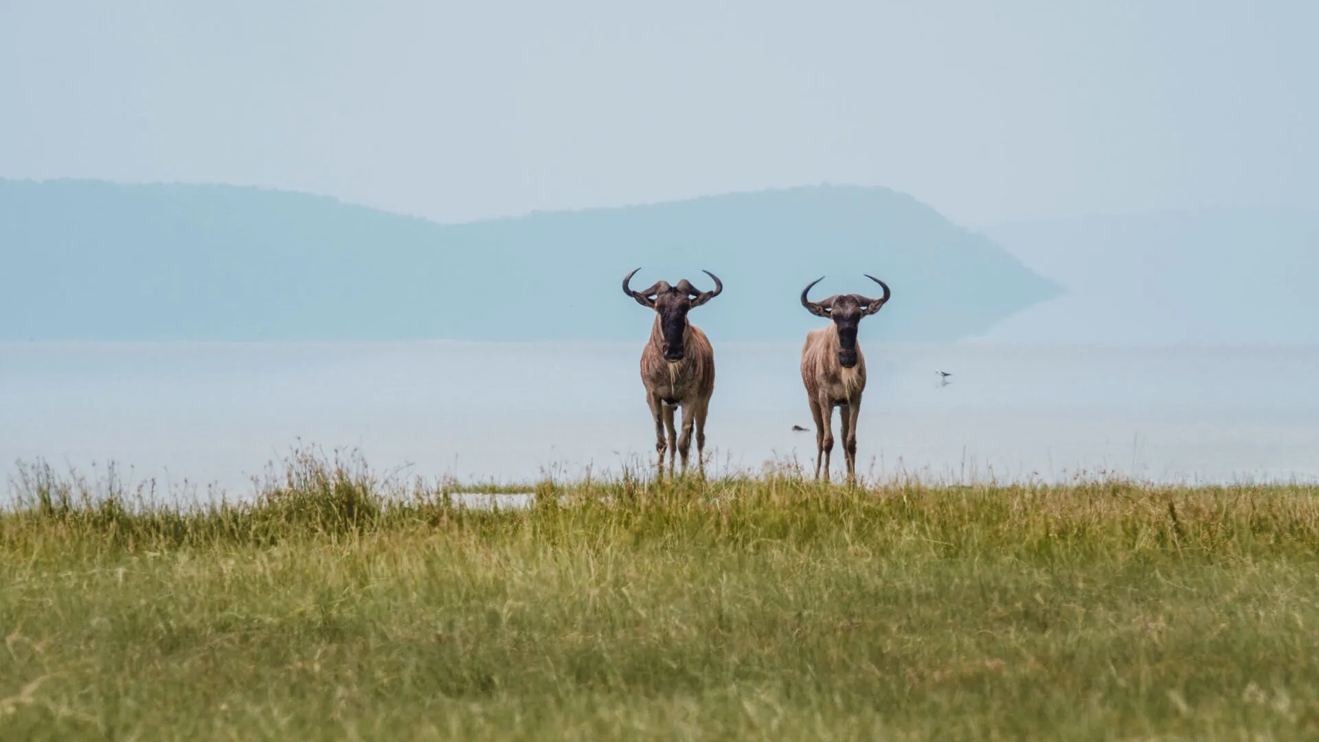 Arusha City to Lake Manyara National Park transfer
