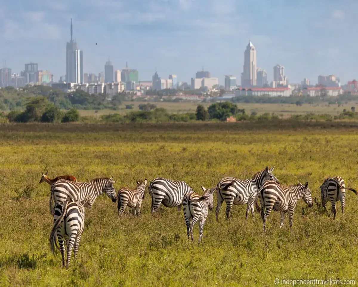Moshi Town to Nairobi City transfer