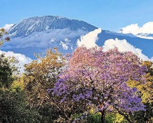 Snow-capped Mount Kilimanjaro above cloud, framed by flowering jacaranda trees near Moshi