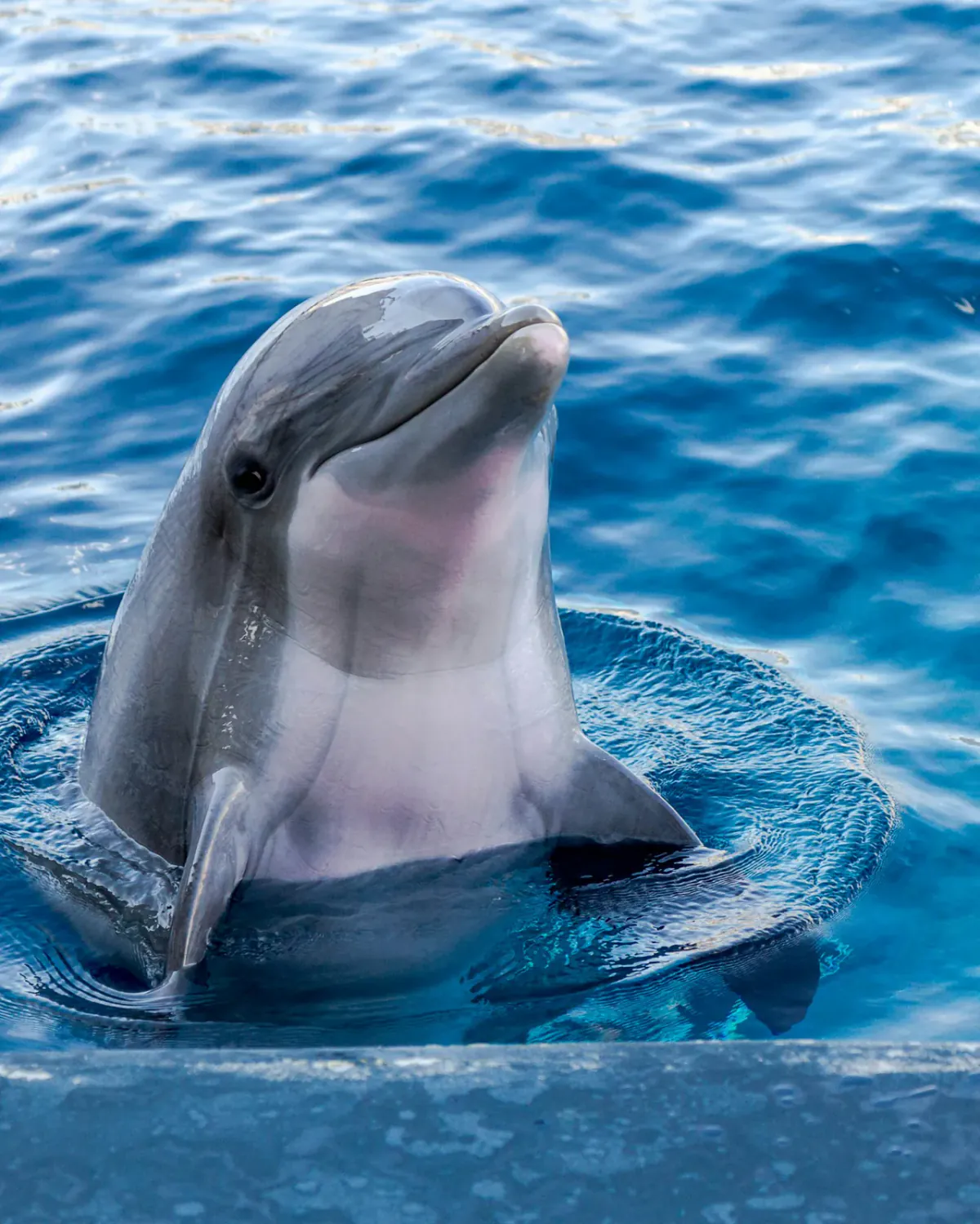 Kizimkazi Dolphin & Coastal Marine Experience