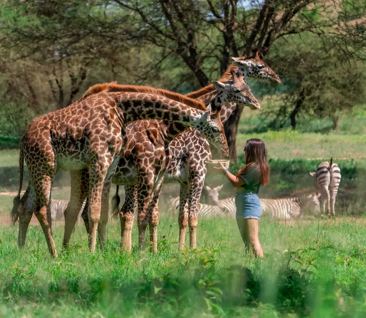 Serval Wildlife Day Trip from Moshi or Arusha in Northern Tanzania